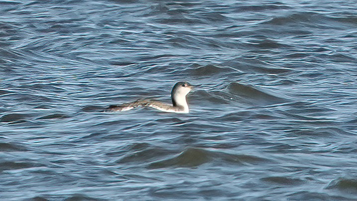 Red-throated Loon - ML629072845