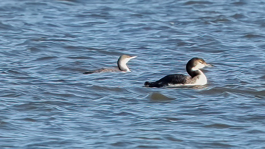 Red-throated Loon - ML629072849