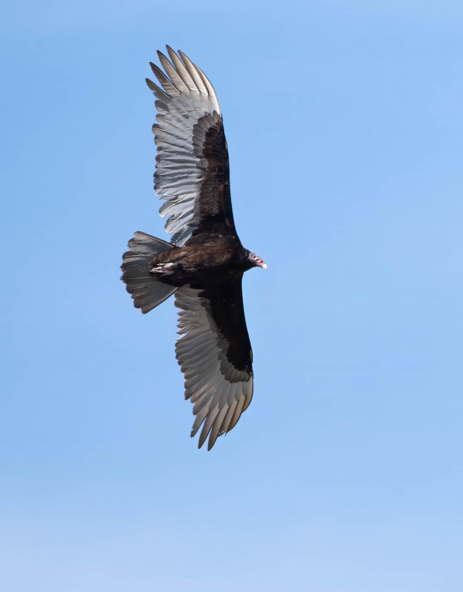 Turkey Vulture - ML629072884