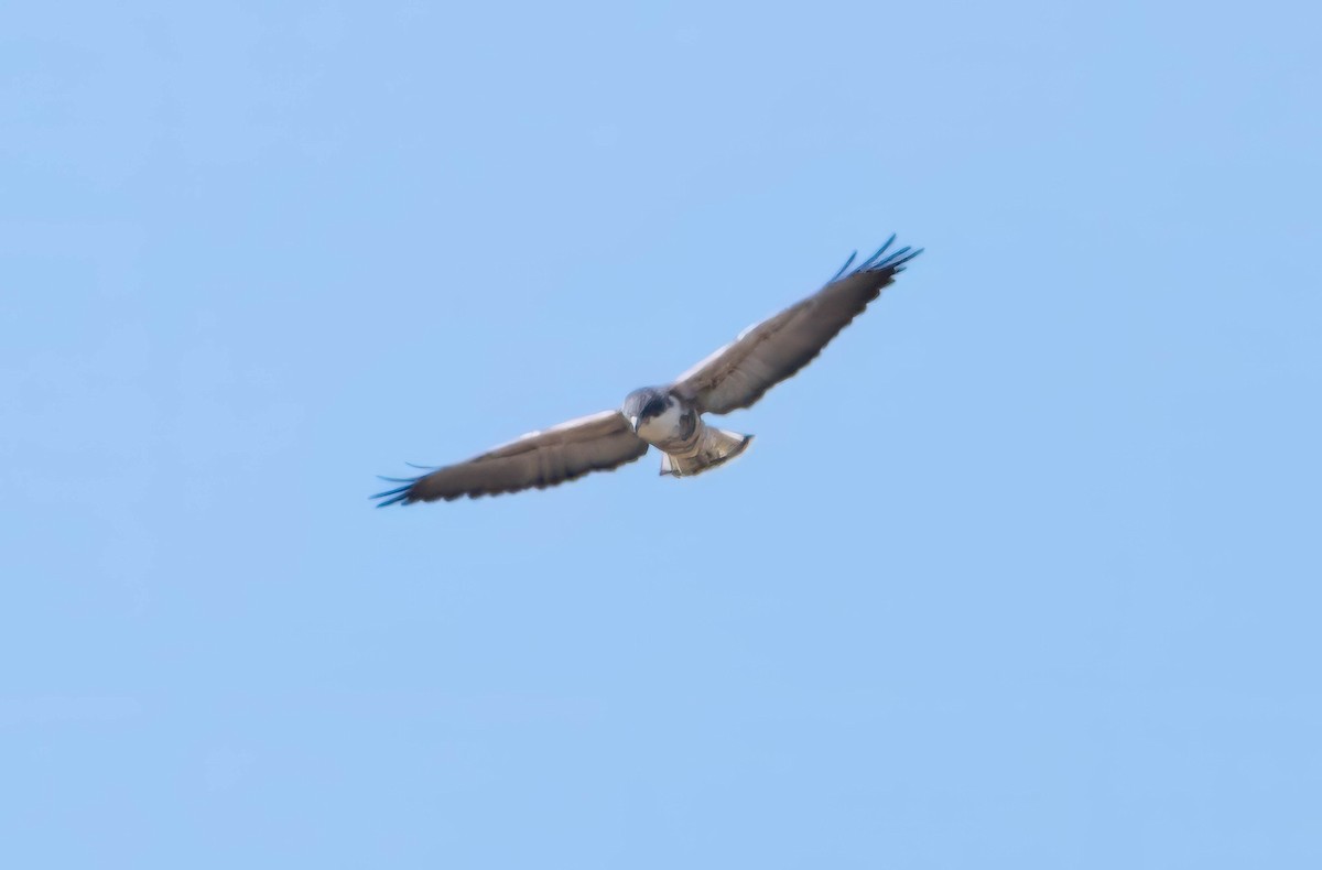 White-tailed Hawk - ML629072892