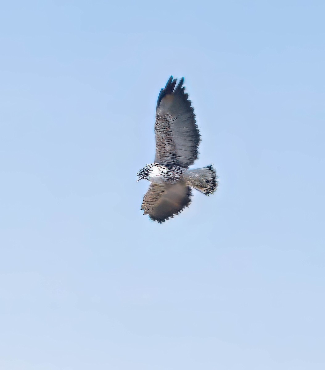 White-tailed Hawk - ML629072899