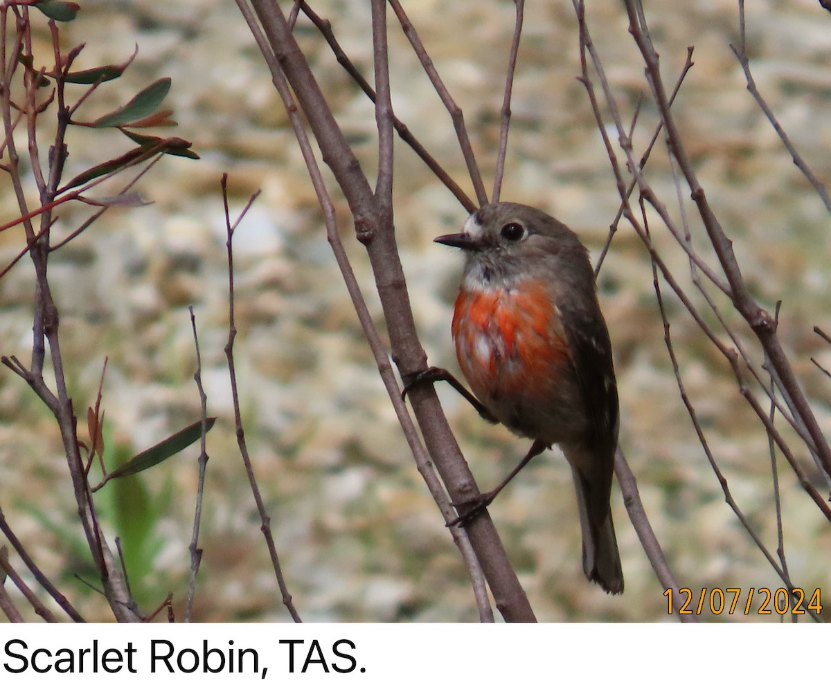 Scarlet Robin - ML629072901