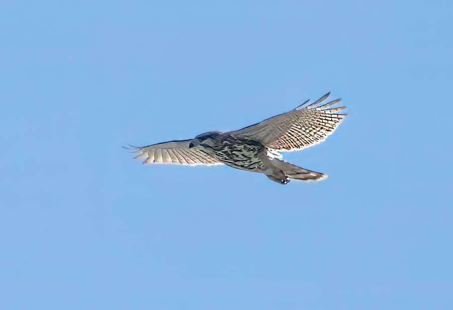 Gray Hawk - ML629072905