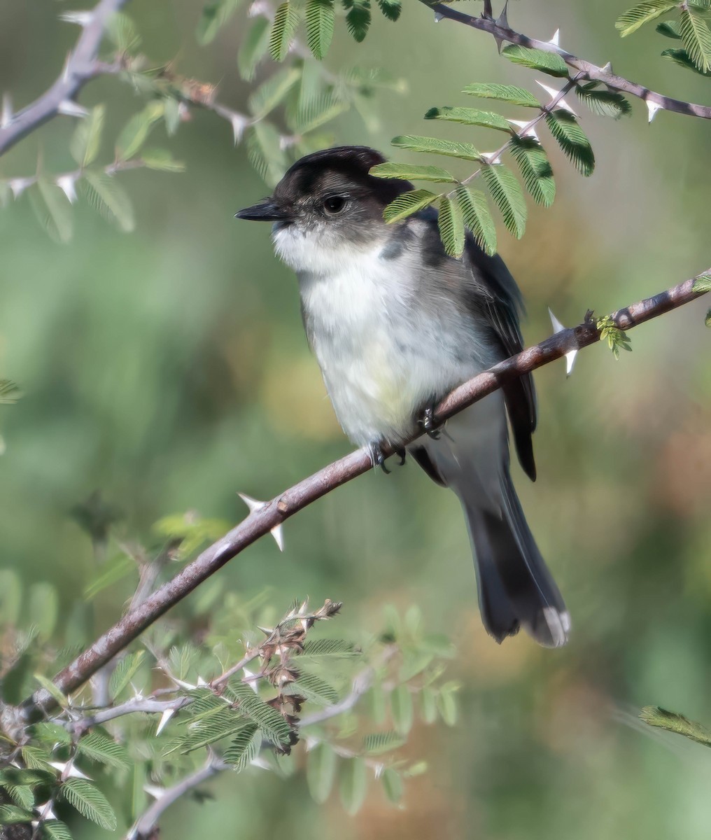 Eastern Phoebe - ML629072908