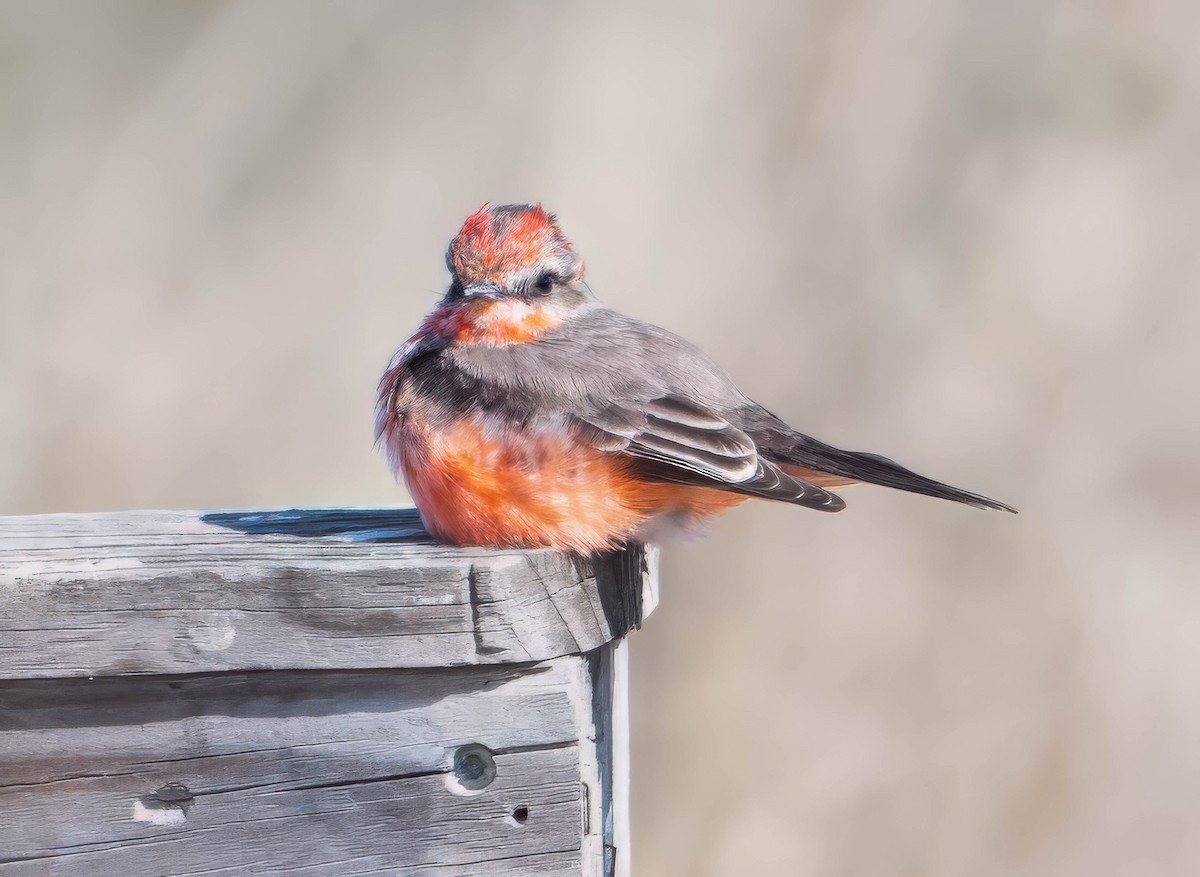 Vermilion Flycatcher - ML629072911