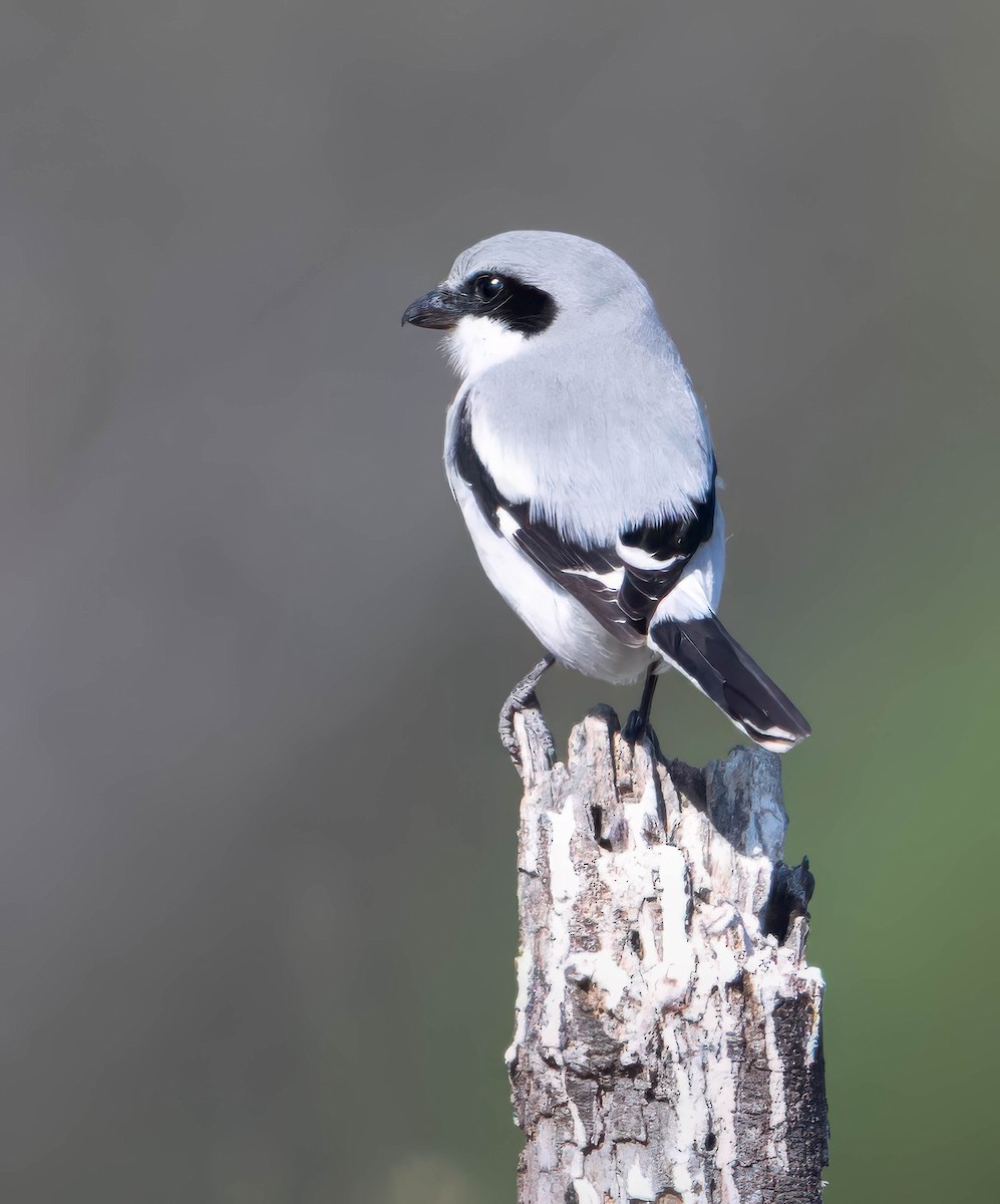 Loggerhead Shrike - ML629072917