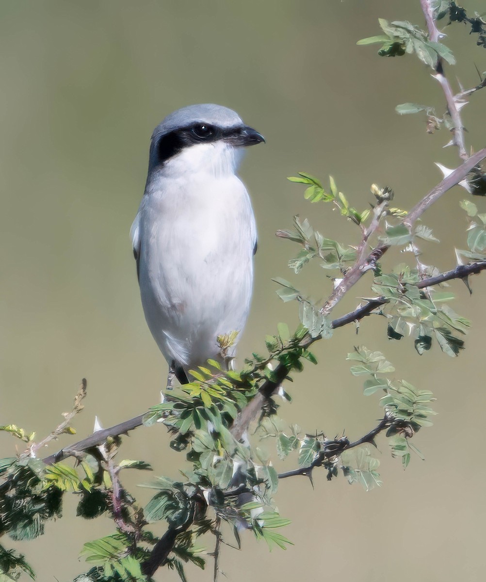 Loggerhead Shrike - ML629072923