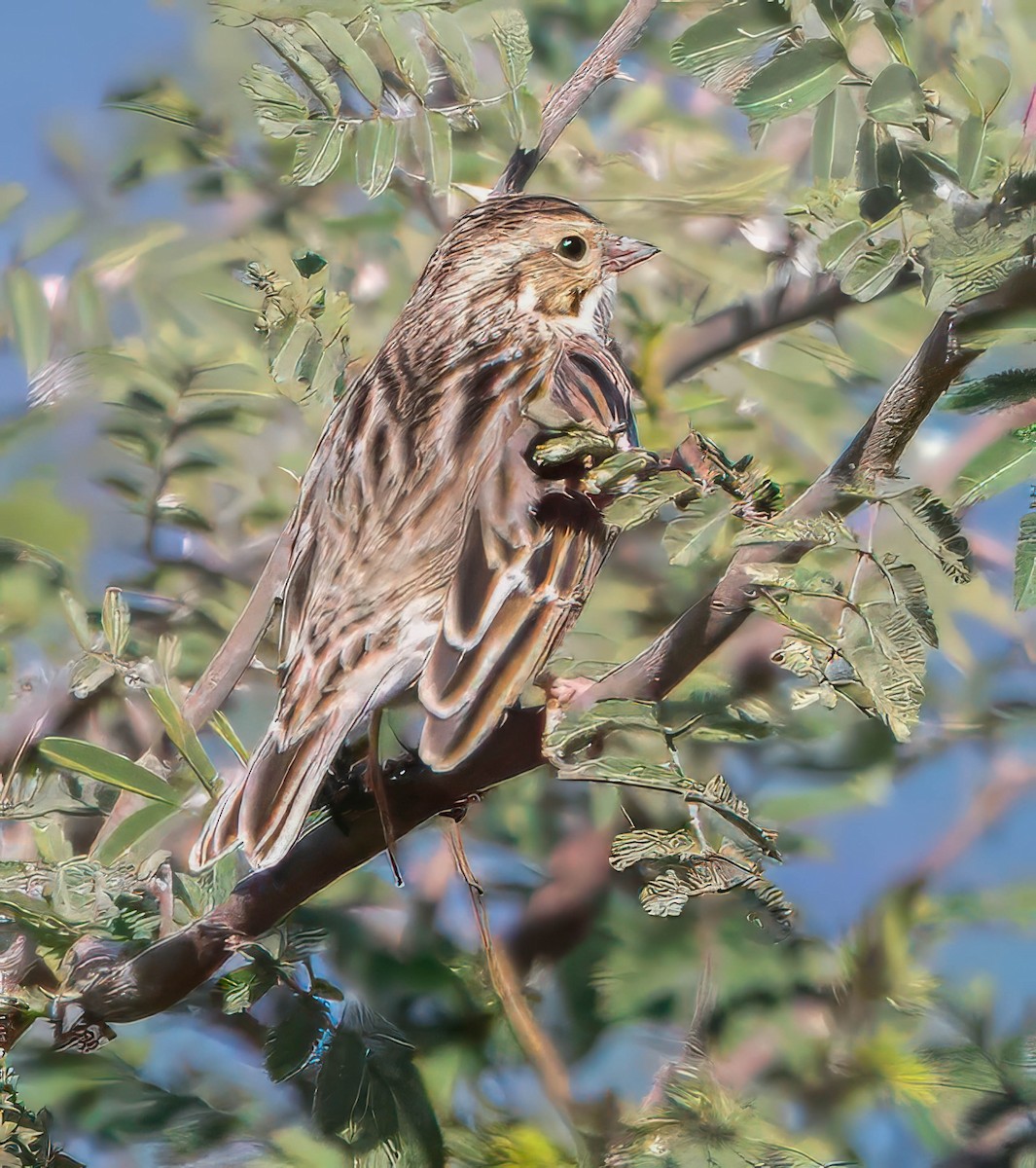 Savannah Sparrow - ML629072935