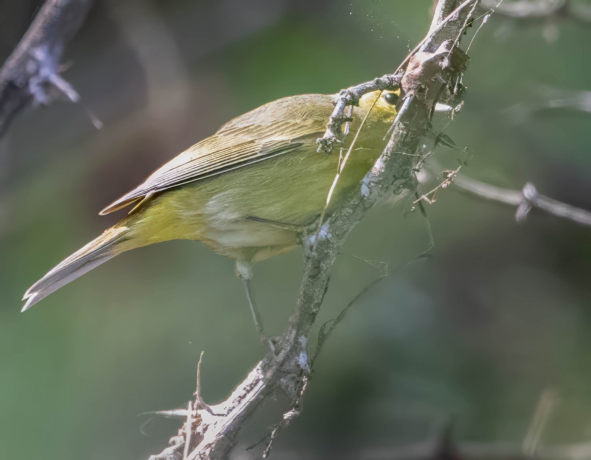 Orange-crowned Warbler - ML629072944