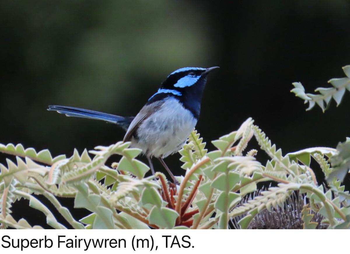 Superb Fairywren - ML629073118