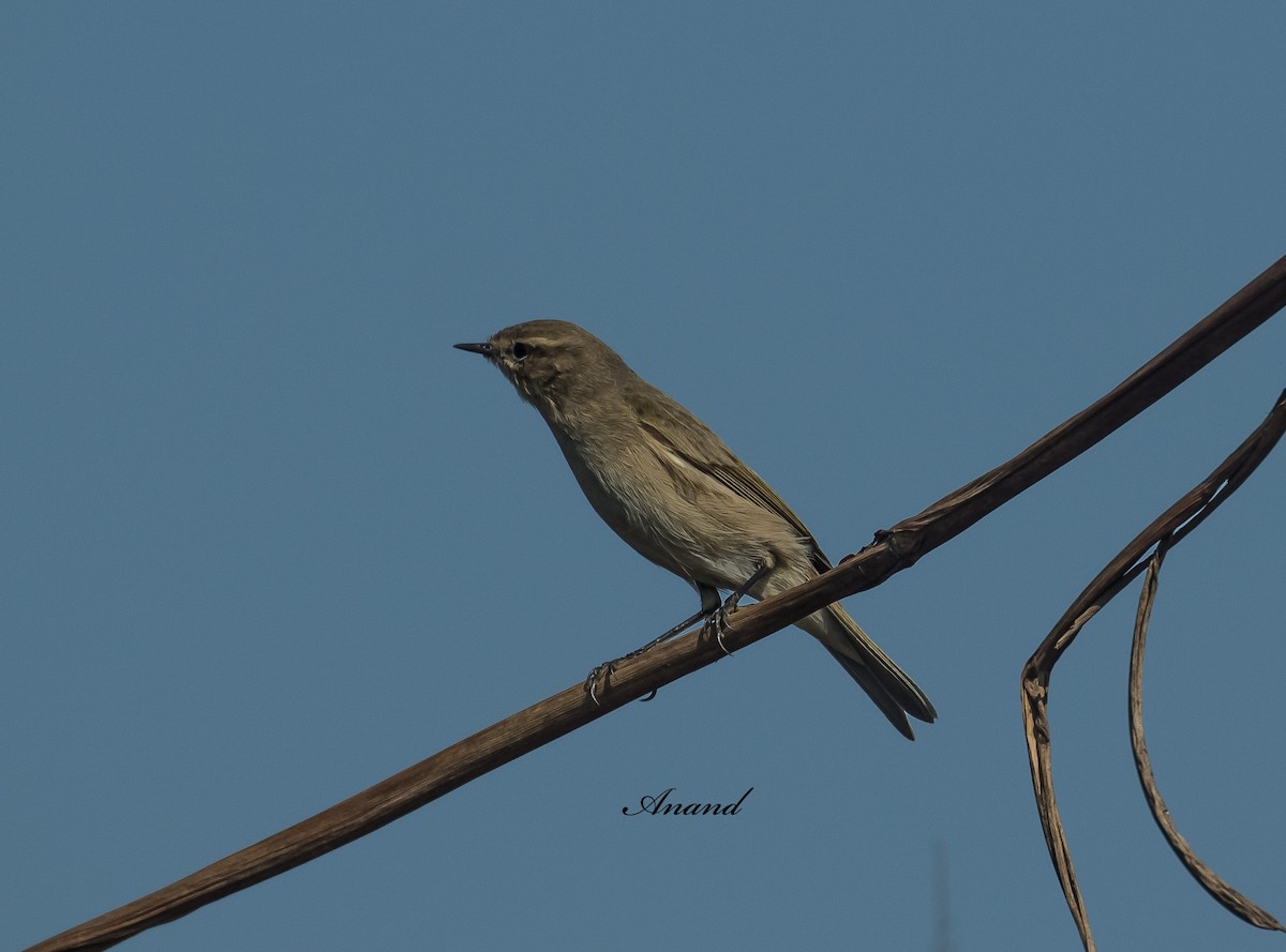 Common Chiffchaff - ML629073136