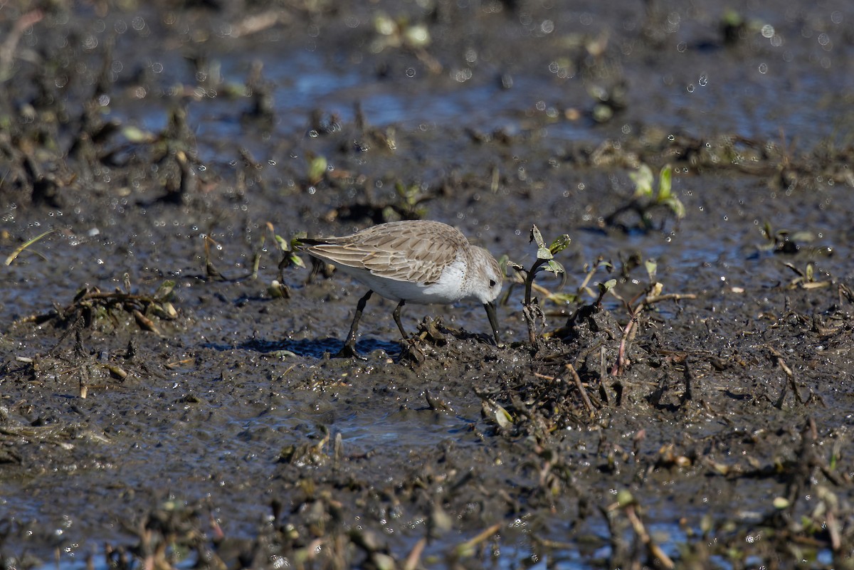 Western Sandpiper - ML629073140
