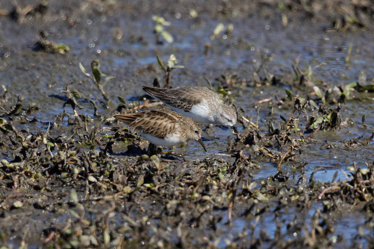 Western Sandpiper - ML629073141