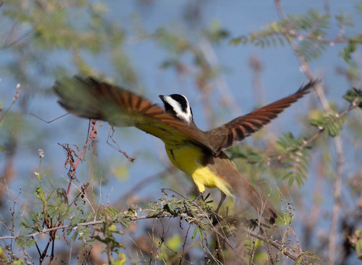 Great Kiskadee - ML629073246