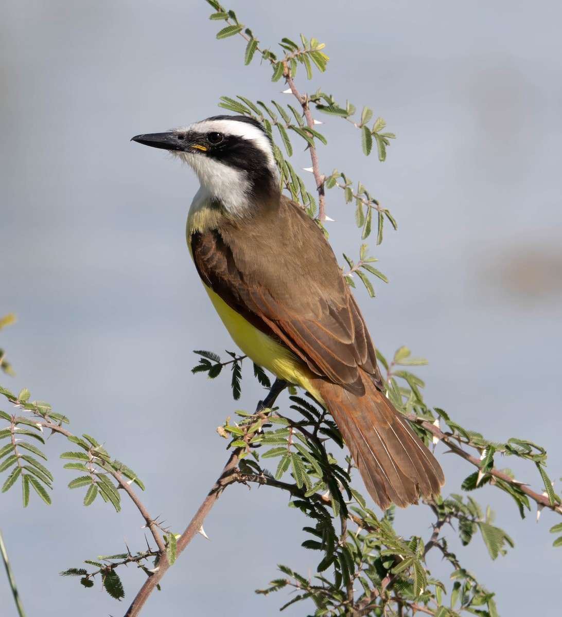 Great Kiskadee - ML629073247