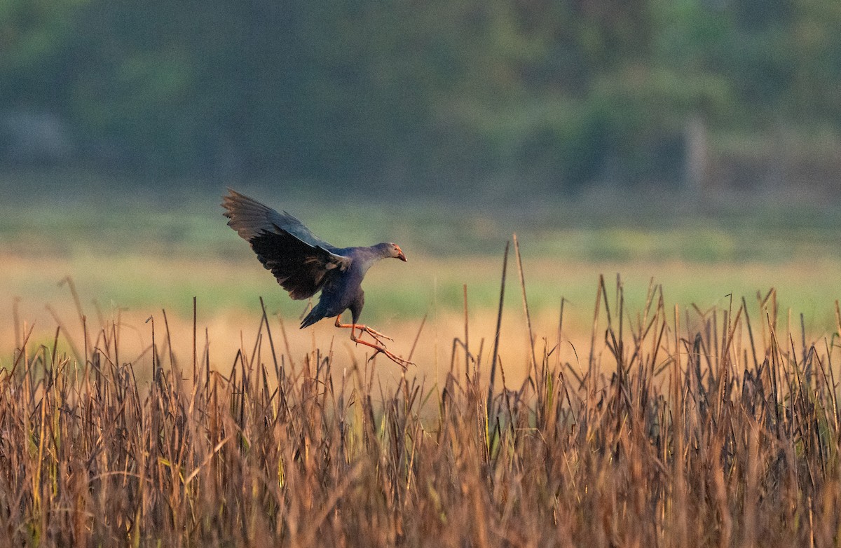 slípka šedohlavá - ML629073400
