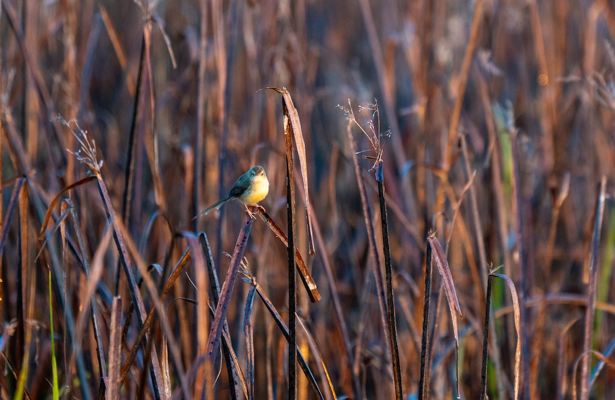 Plain Prinia - ML629073424