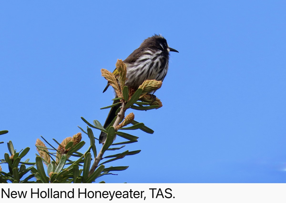 New Holland Honeyeater - ML629073481