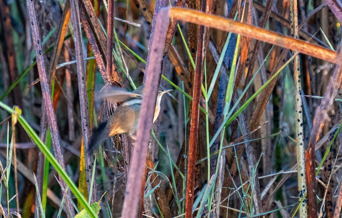 cvrčilka pruhovaná - ML629073518