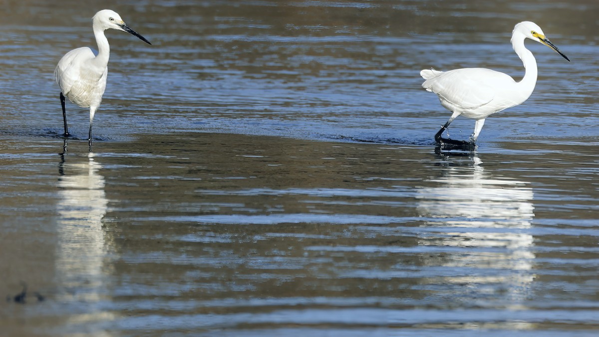 Little Egret - ML629073669