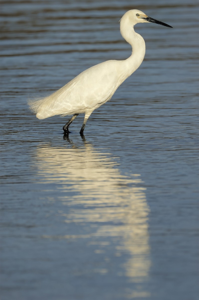 Little Egret - ML629073671