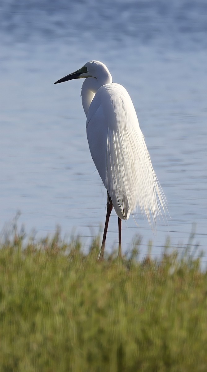 Great Egret - ML629073675