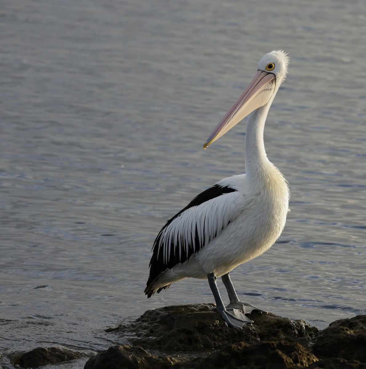 Australian Pelican - ML629073688