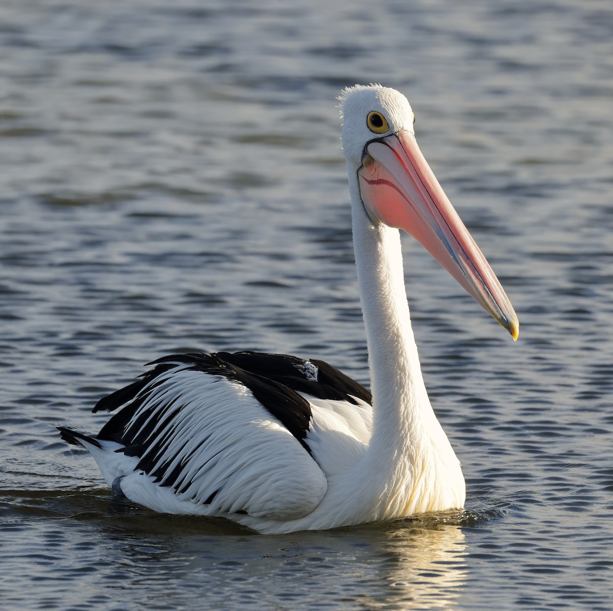 Australian Pelican - ML629073689