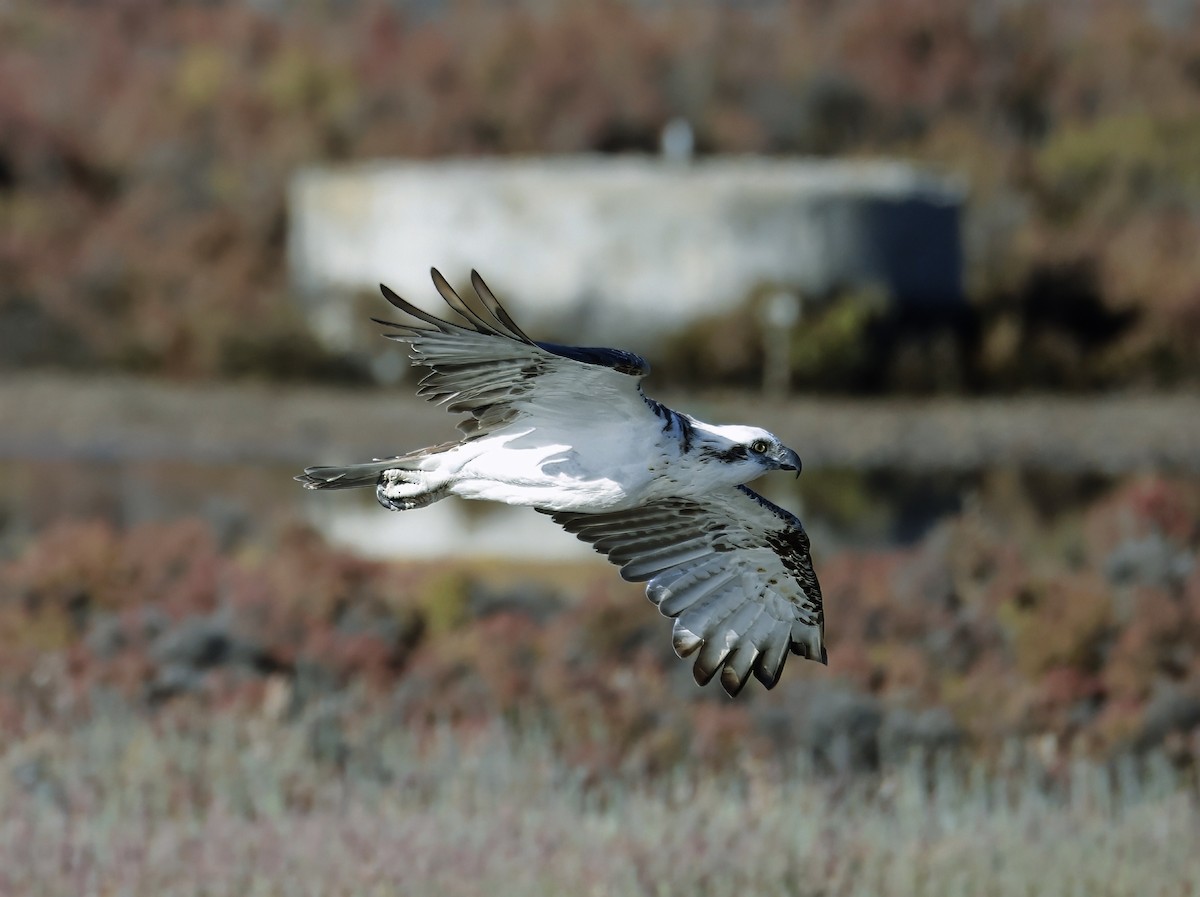 Osprey - ML629073703