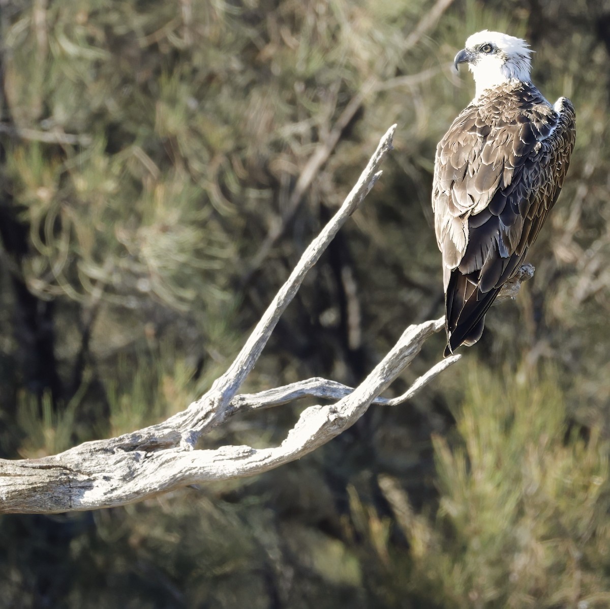 Osprey - ML629073705