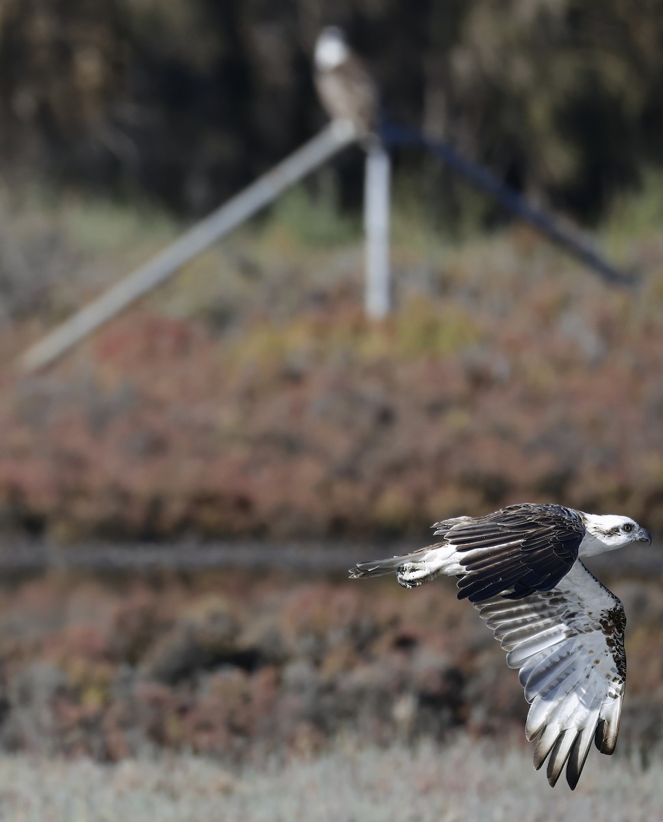 Osprey - ML629073706