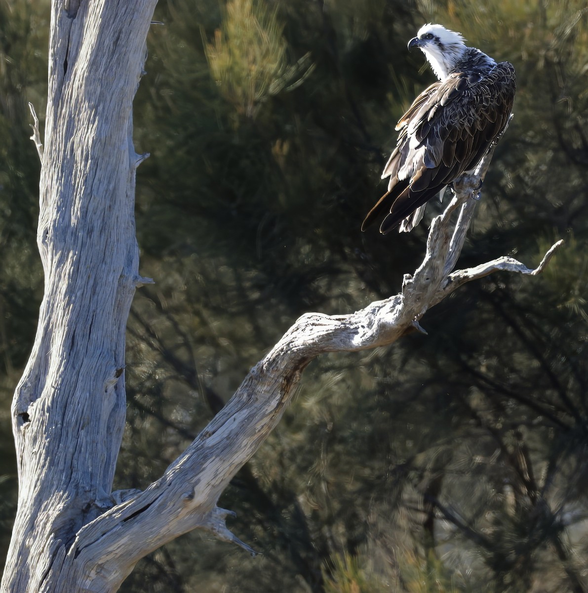 Osprey - ML629073707