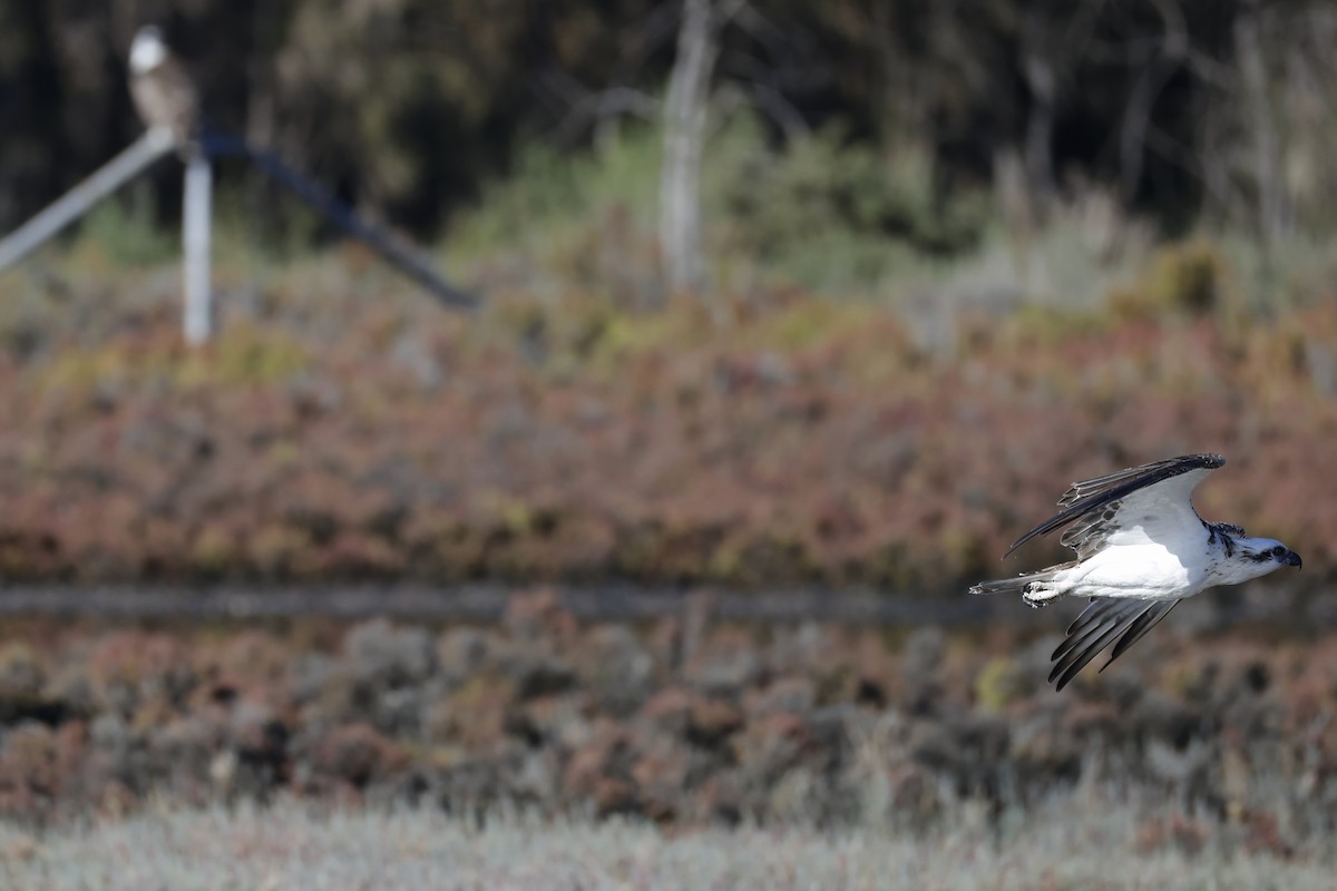 Osprey - ML629073708