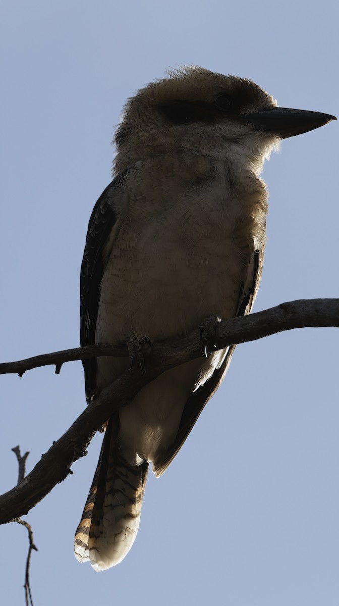 Laughing Kookaburra - ML629073711