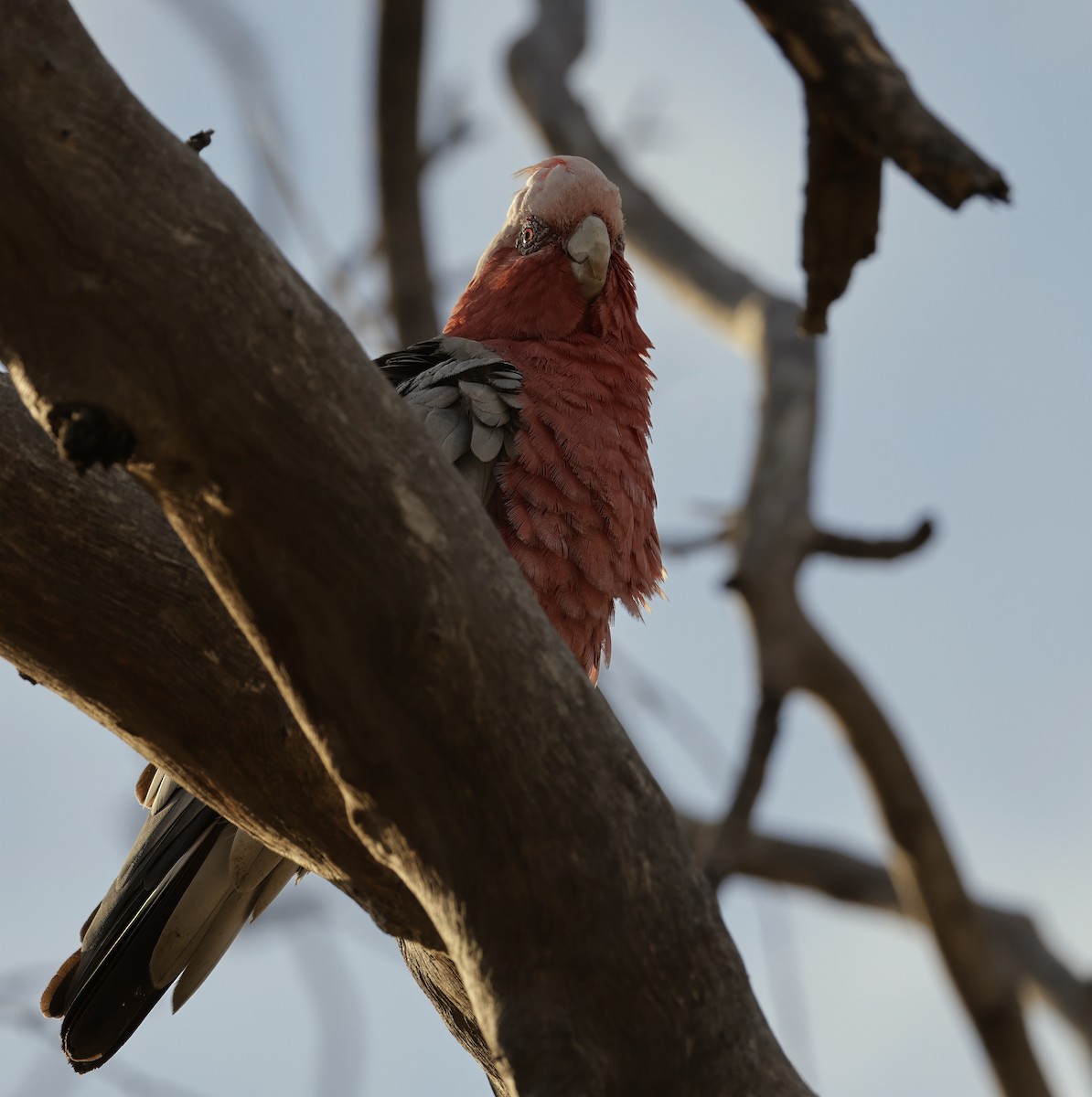 Galah - ML629073722