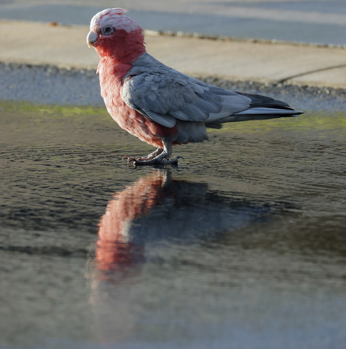 Galah - ML629073723