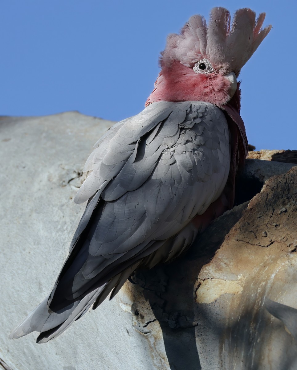 Galah - ML629073725