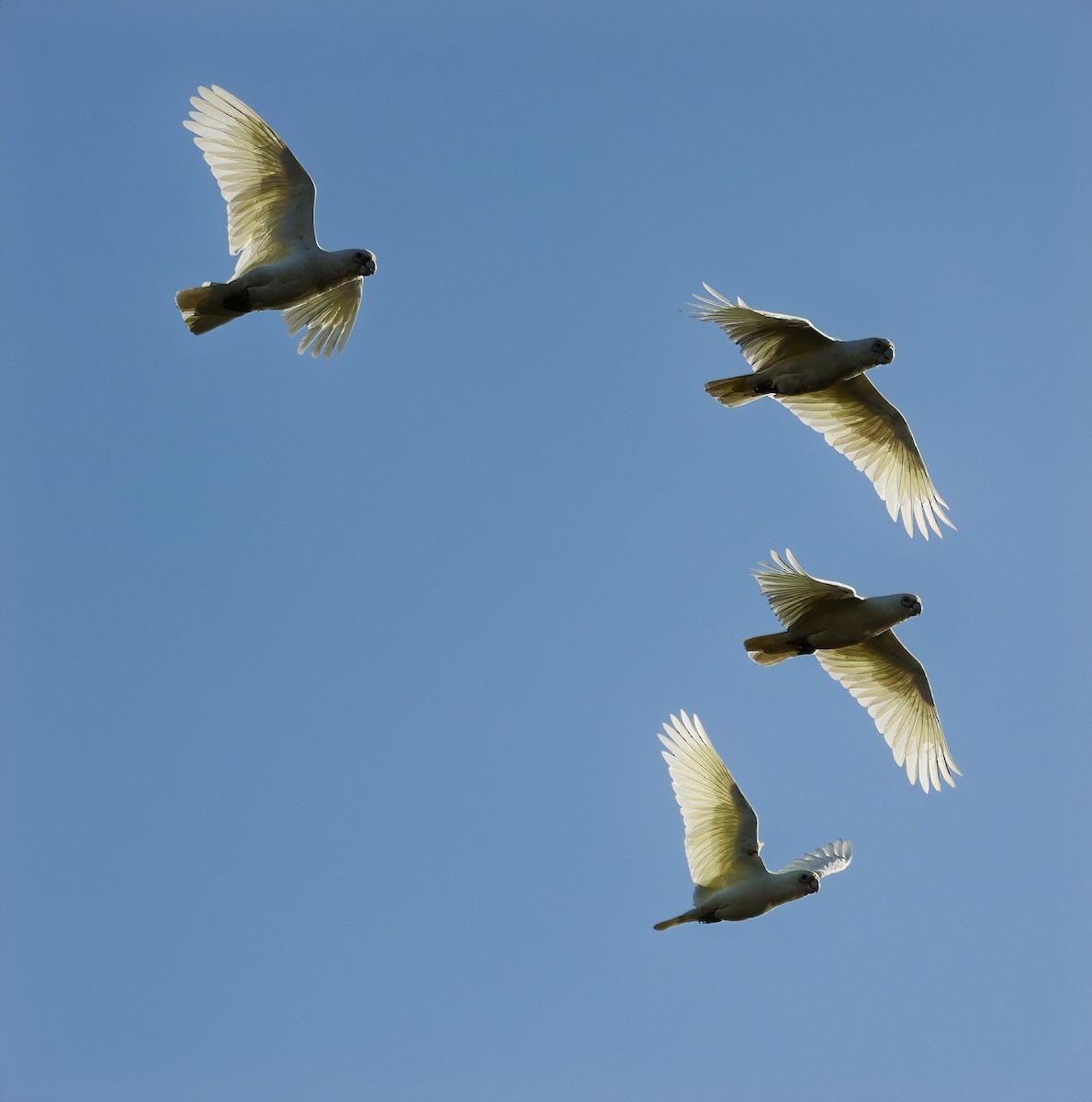 Little Corella - ML629073733