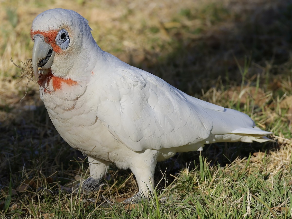 Long-billed Corella - ML629073734