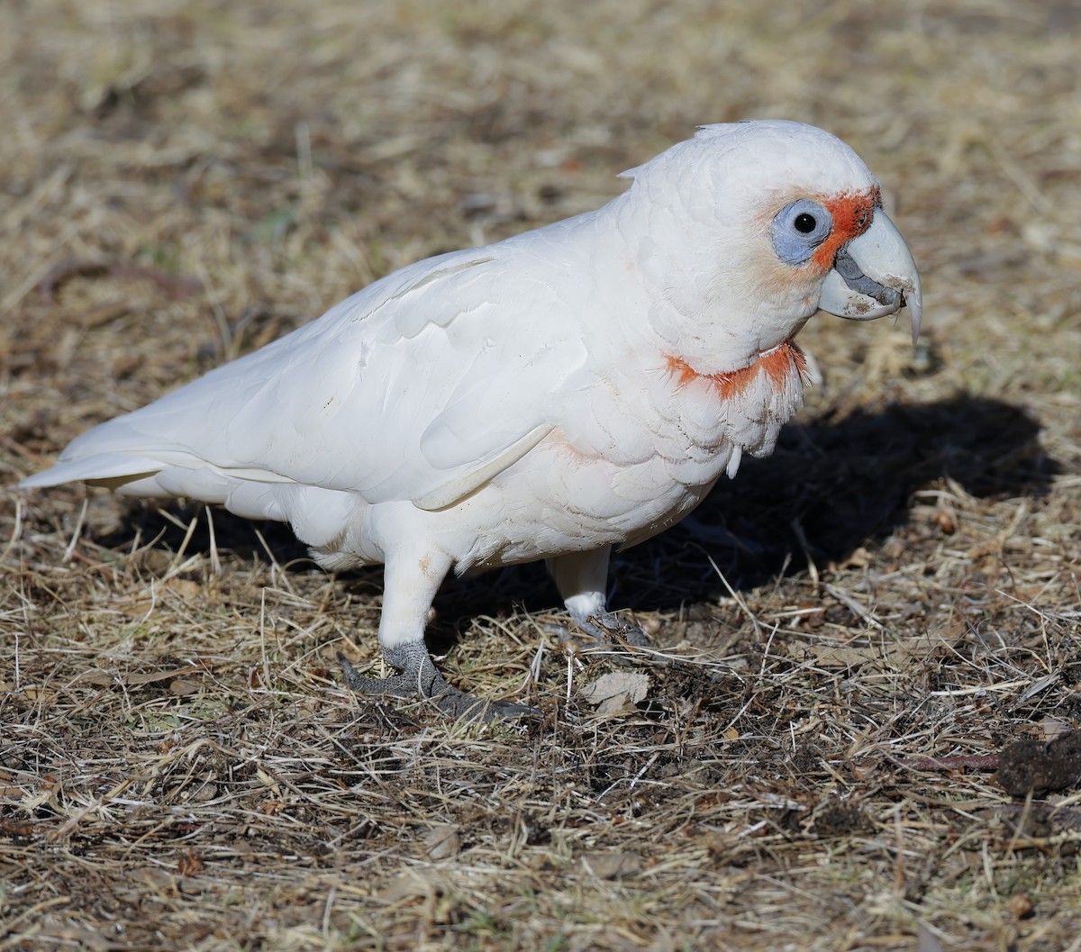 Long-billed Corella - ML629073735