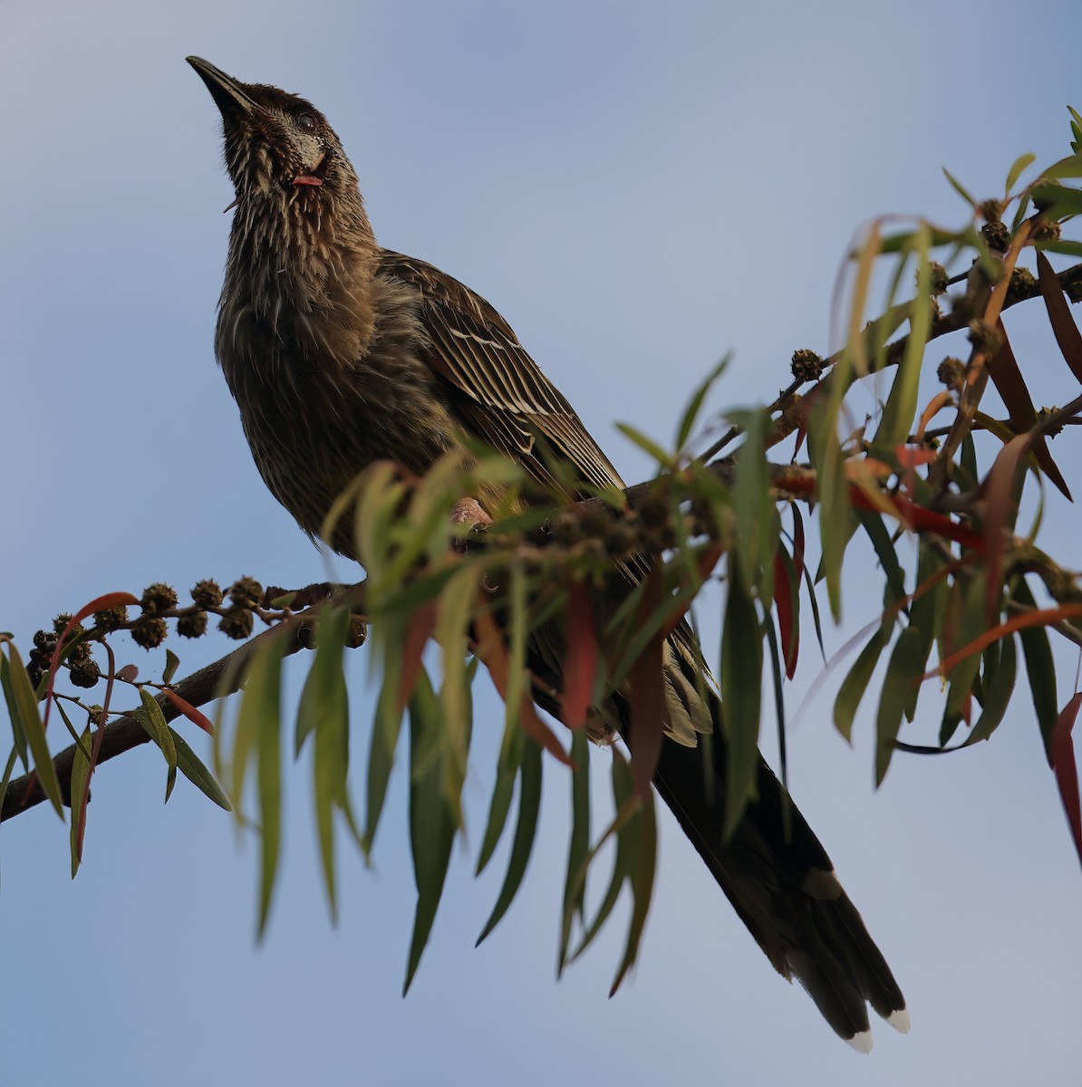 Red Wattlebird - ML629073739