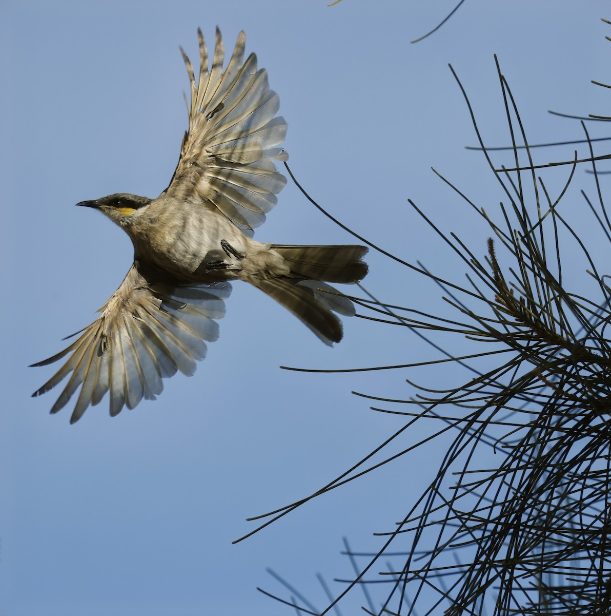 Singing Honeyeater - ML629073748