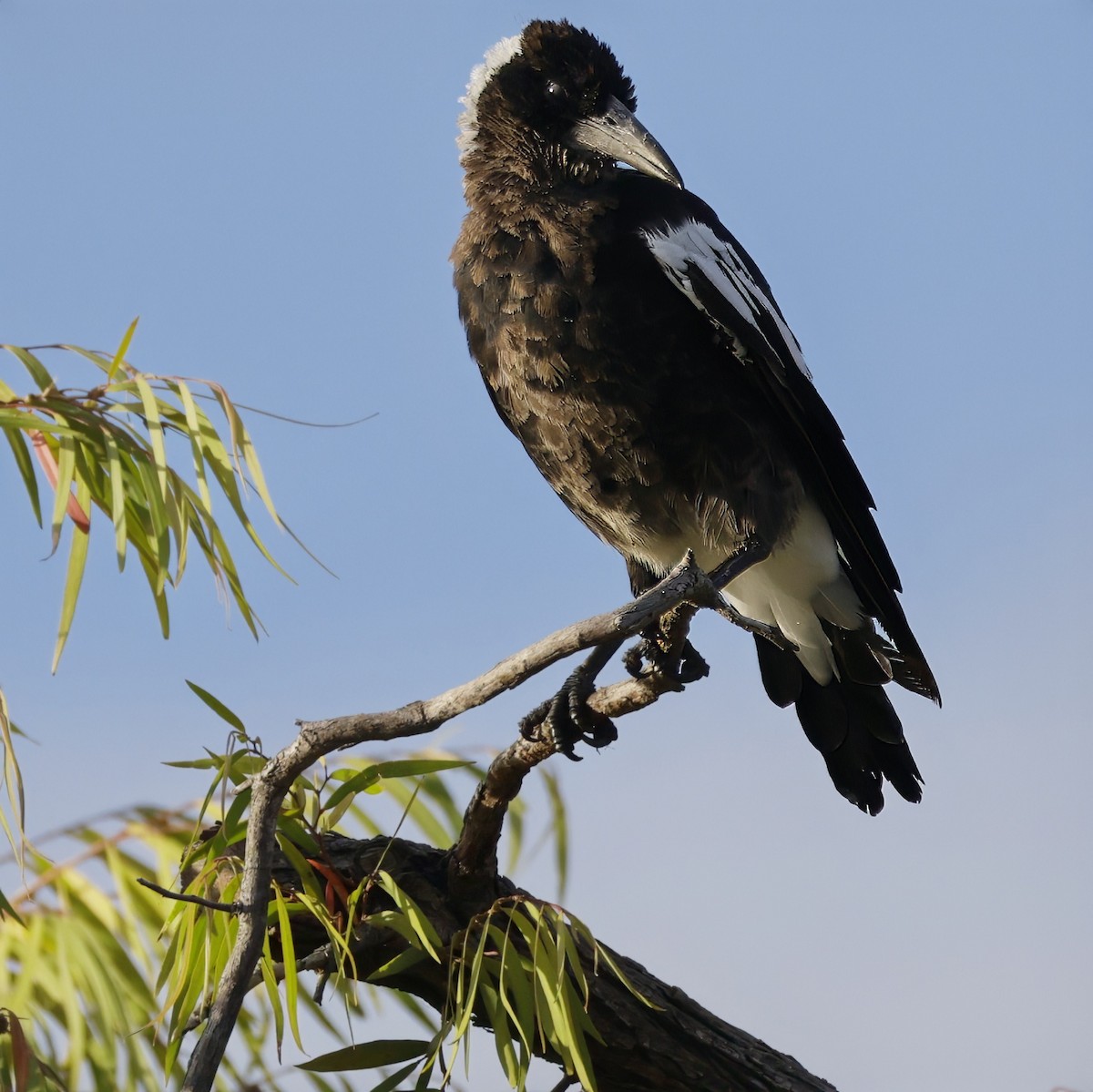 Australian Magpie - ML629073753