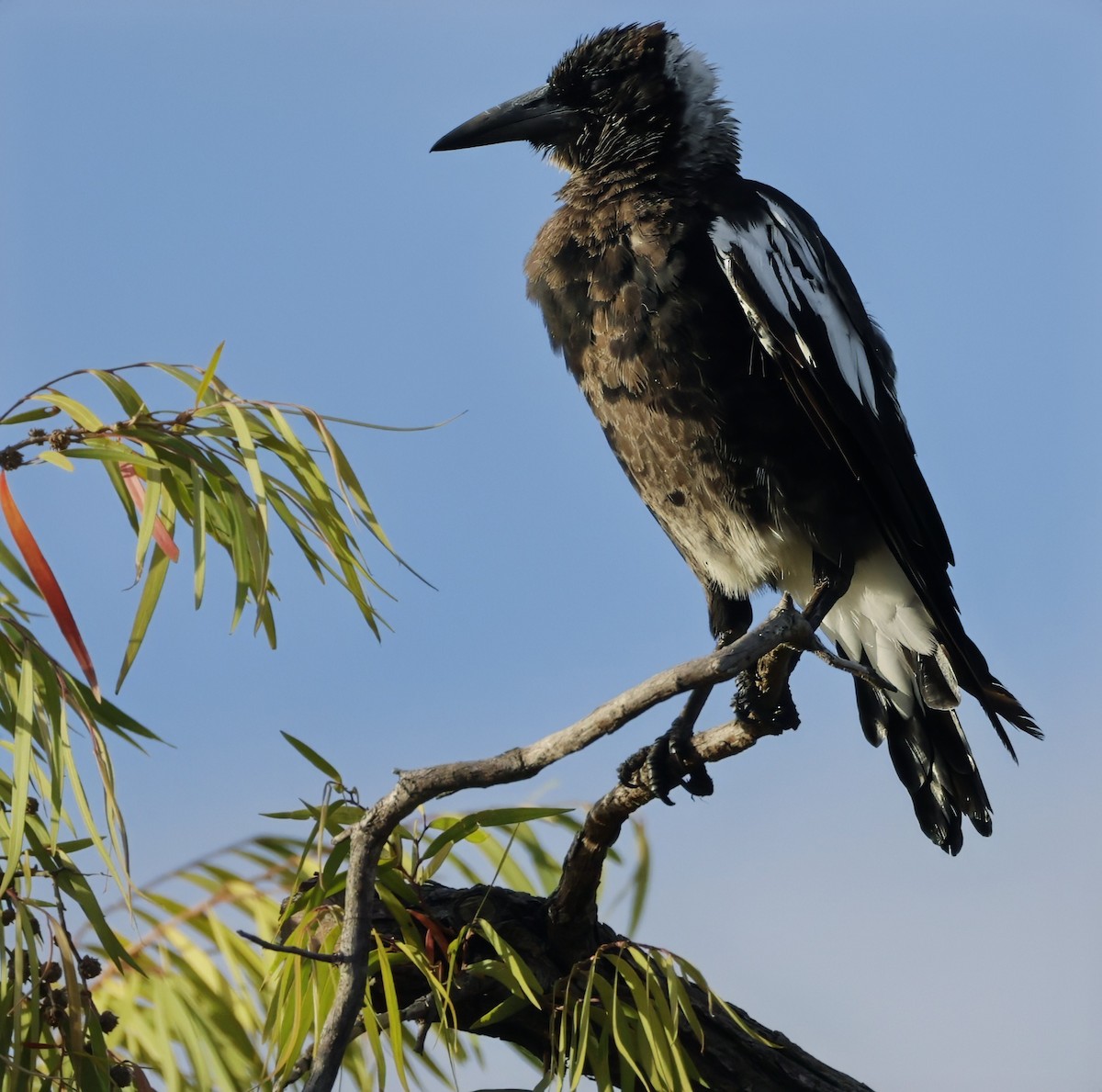 Australian Magpie - ML629073754