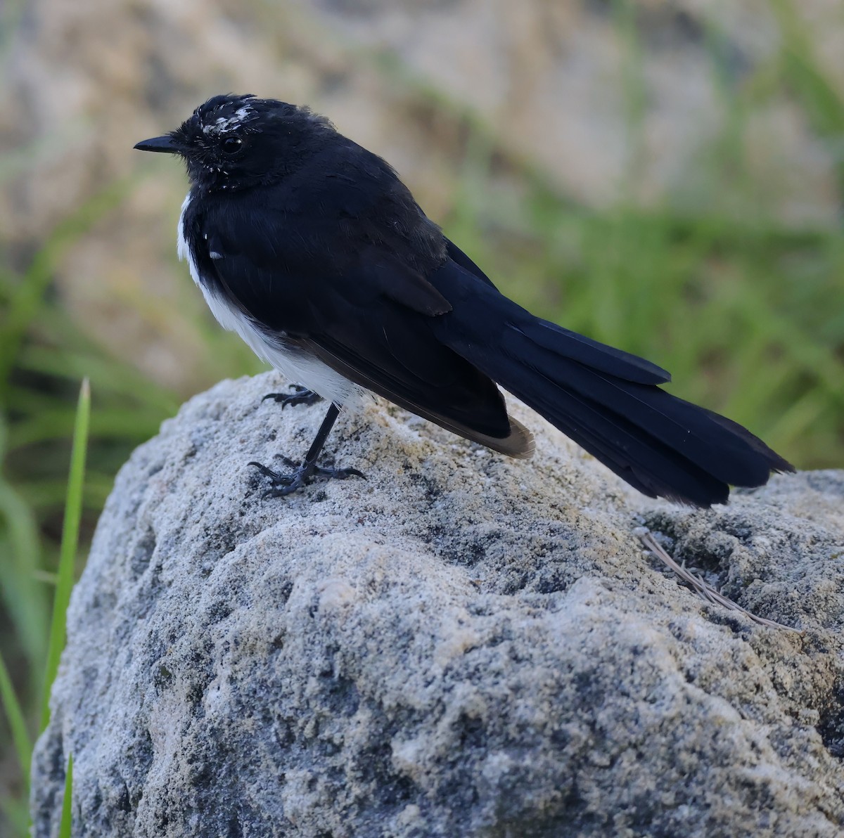 Willie-wagtail - ML629073758