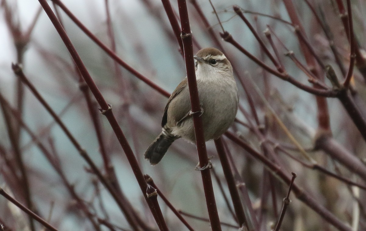 Bewick's Wren - ML629073832