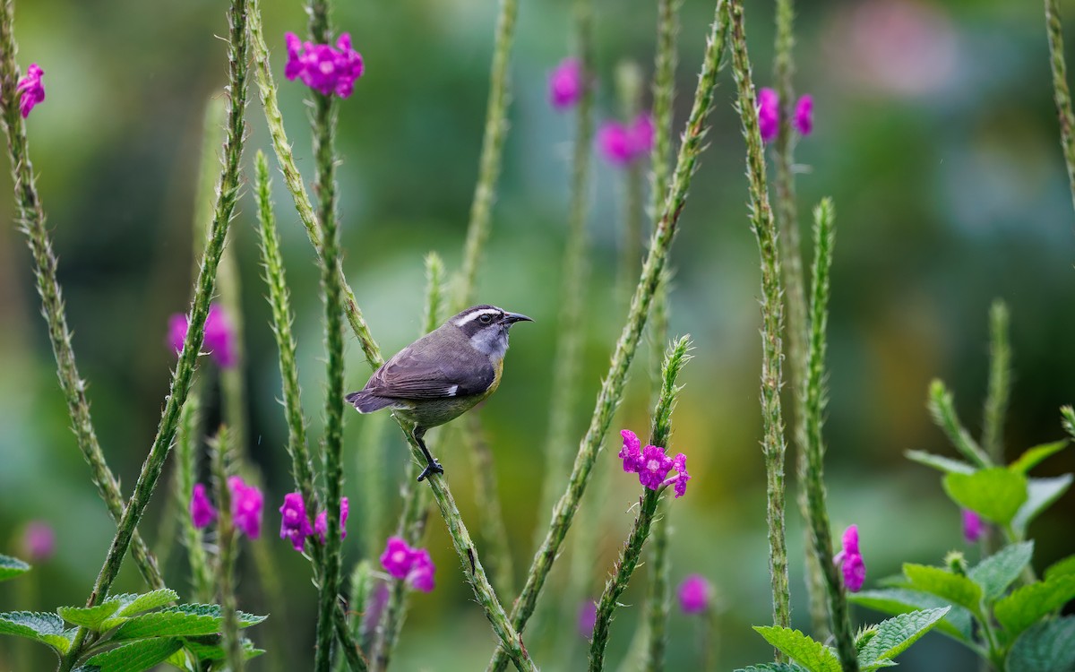 Bananaquit - ML629073855