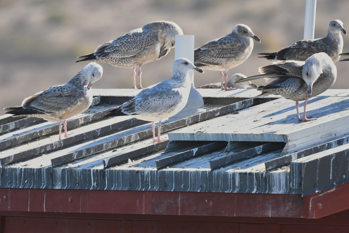 Vega Gull - ML629073960