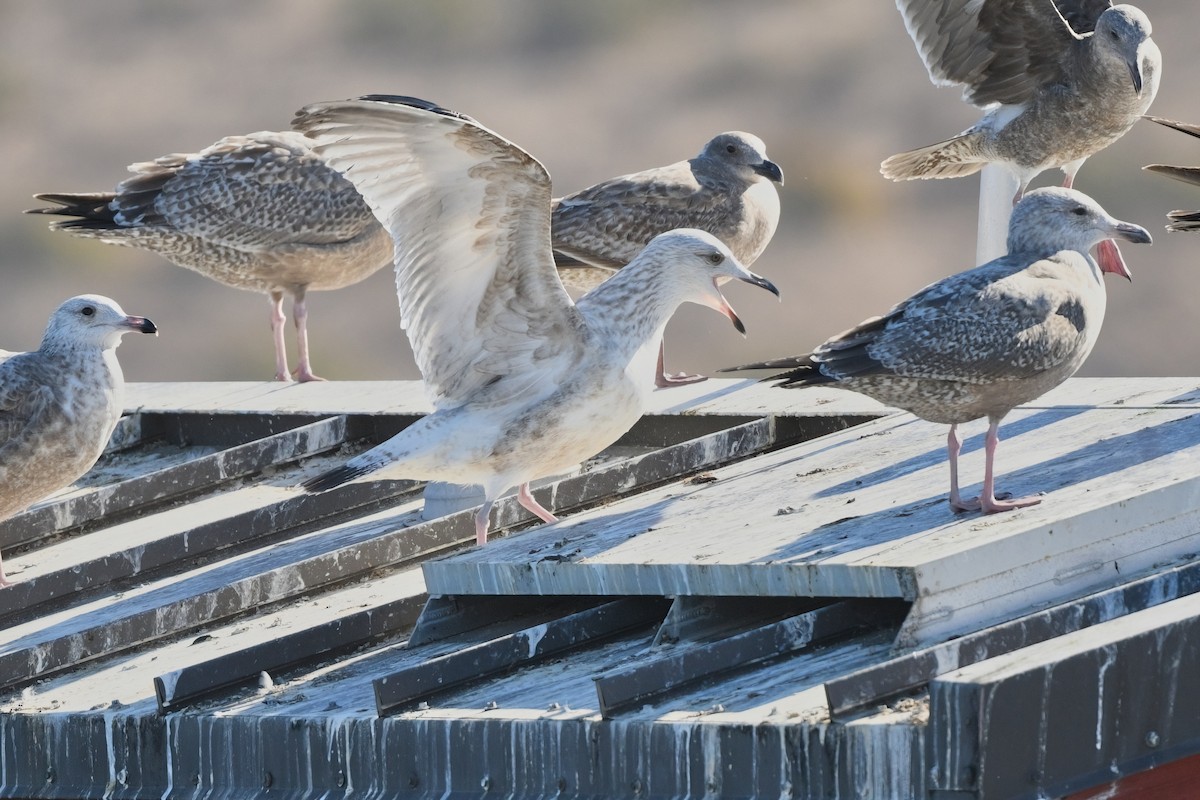 Vega Gull - ML629073962