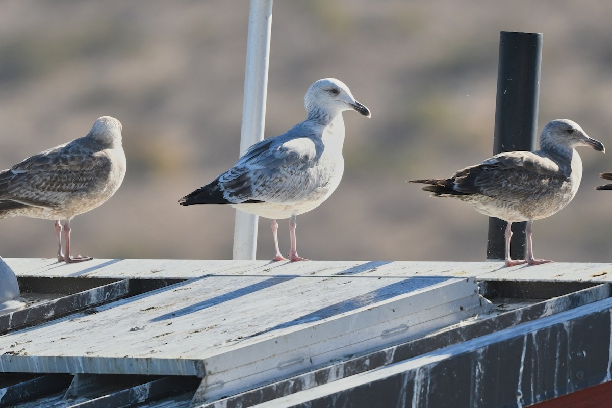 Vega Gull - ML629073964